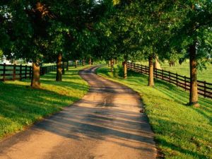 Driveways and entrances - www.myLusciousLife.com - Tree-Lined_Drive_on_Horse_Farm__Kentucky.jpg